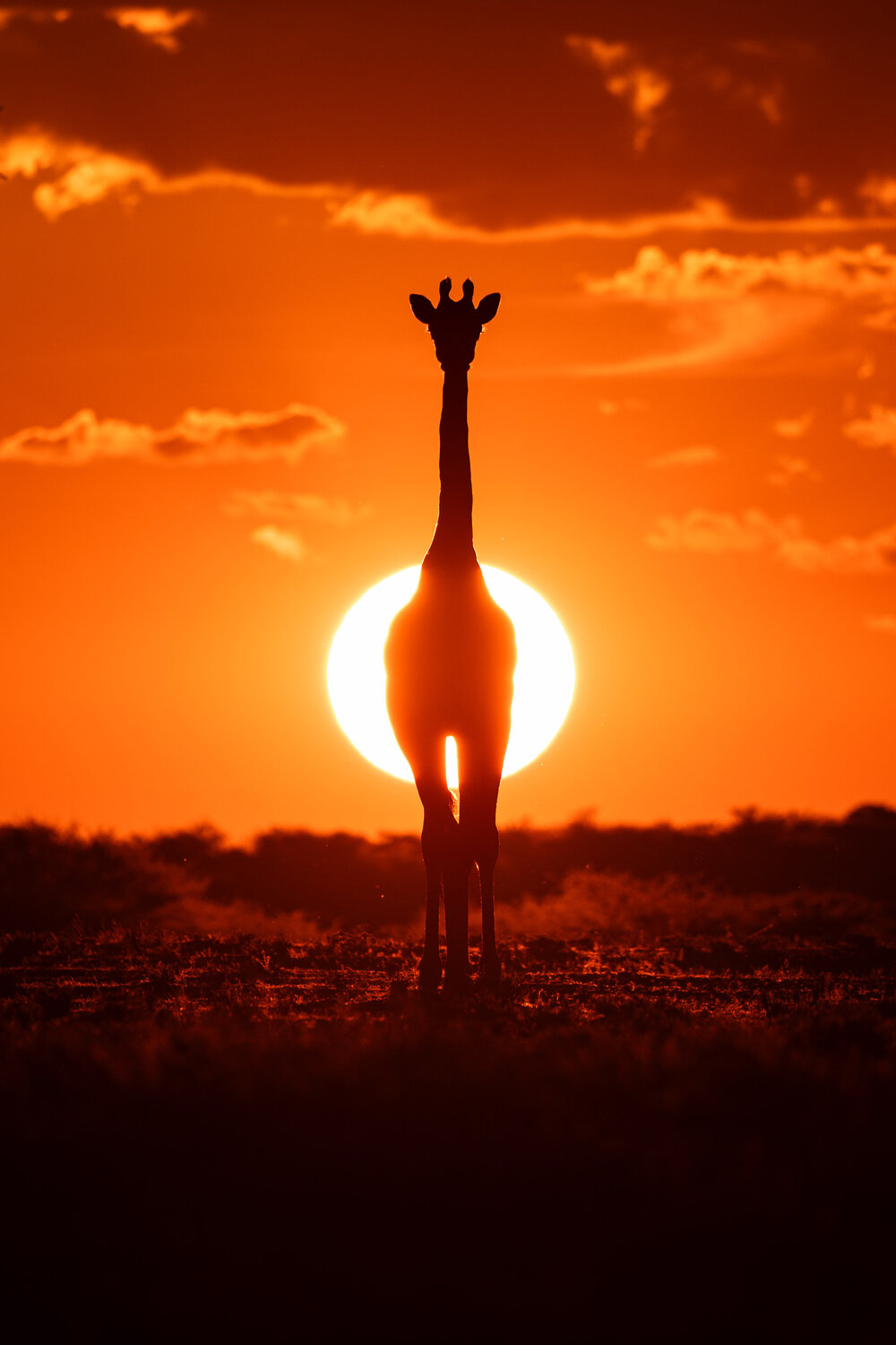 Golden Horizon Carel-Louis Steenkamp