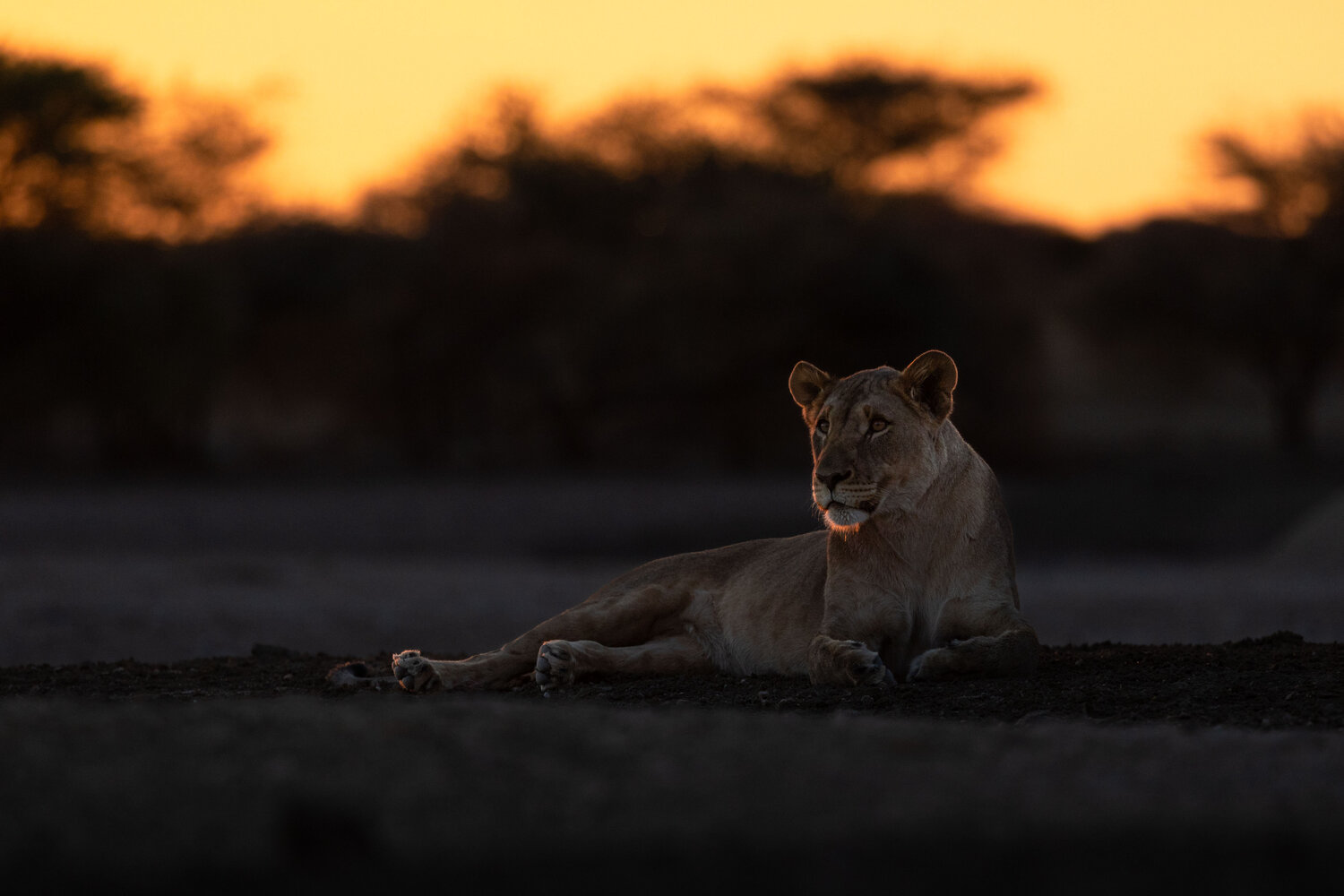 Ember Glow Carel-Louis Steenkamp