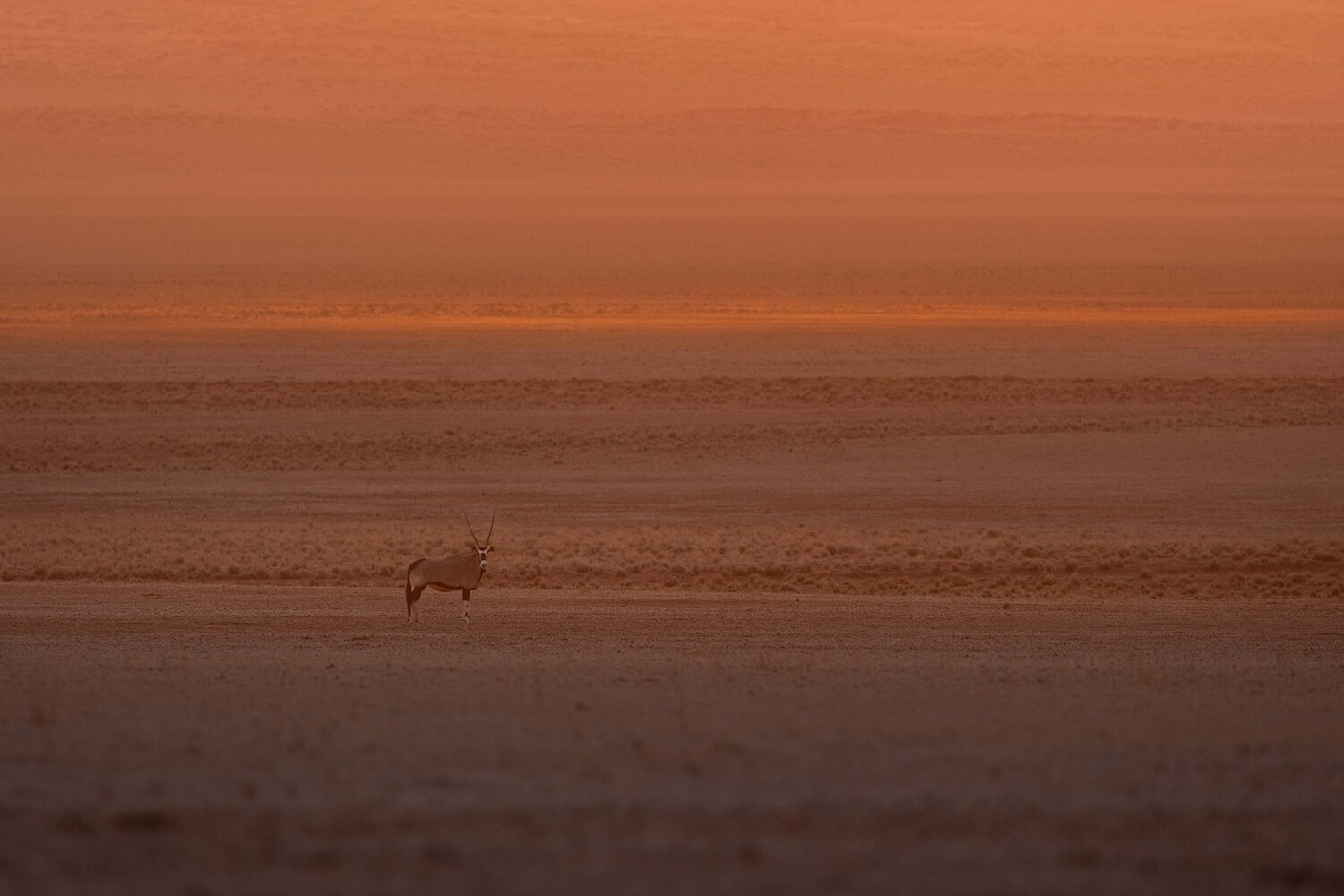 Sentinel of the Sands Carel-Louis Steenkamp Fotografie zu verkaufen