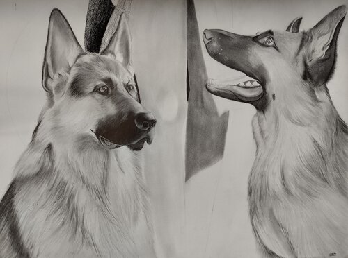 German Shepherds di Giovanni Giunta, Disegno in vendita su Singulart