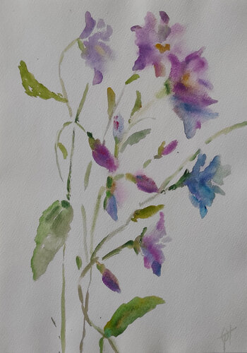 Bluebells flowers von Olga Ponomarenko, Werk auf Papier kaufen auf Singulart