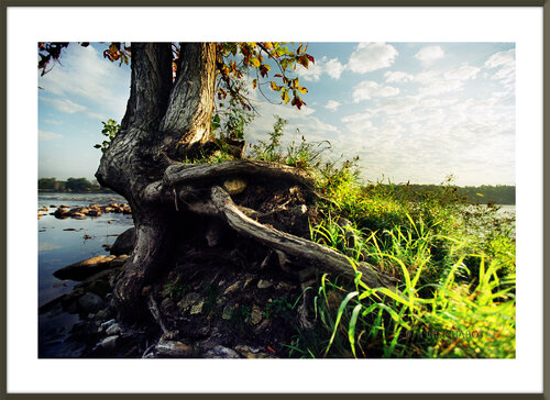 Spirit tree di Eric Chabot, Fotografia in vendita su Singulart