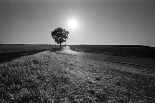 Behind the tree di Eric Chabot, Fotografia in vendita su Singulart