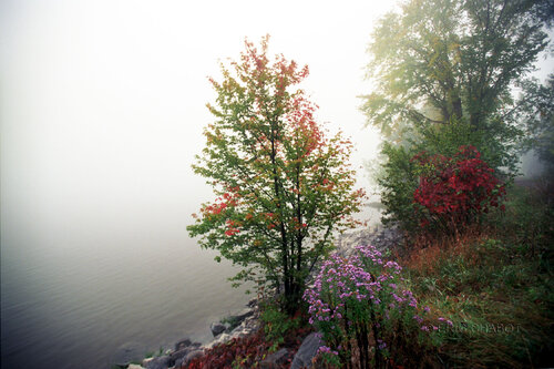 Misty morning von Eric Chabot, Fotografie kaufen auf Singulart