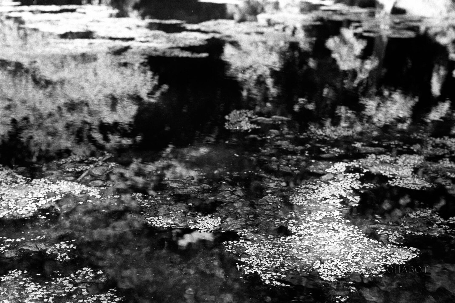 Pond delight Eric Chabot