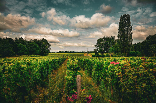 Dans les vignes by Camille Brunelet, 사진 for Sale on Singulart