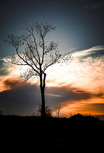 The Tree of Life by Camille Brunelet, 사진 for Sale on Singulart