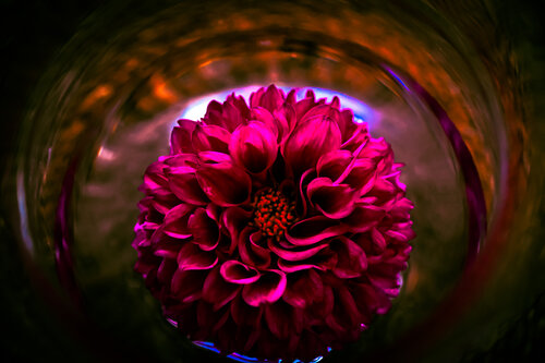 Flower Power by Camille Brunelet, 사진 for Sale on Singulart