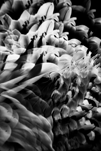 Sous le souffle des pétales di Camille Brunelet, Fotografia in vendita su Singulart