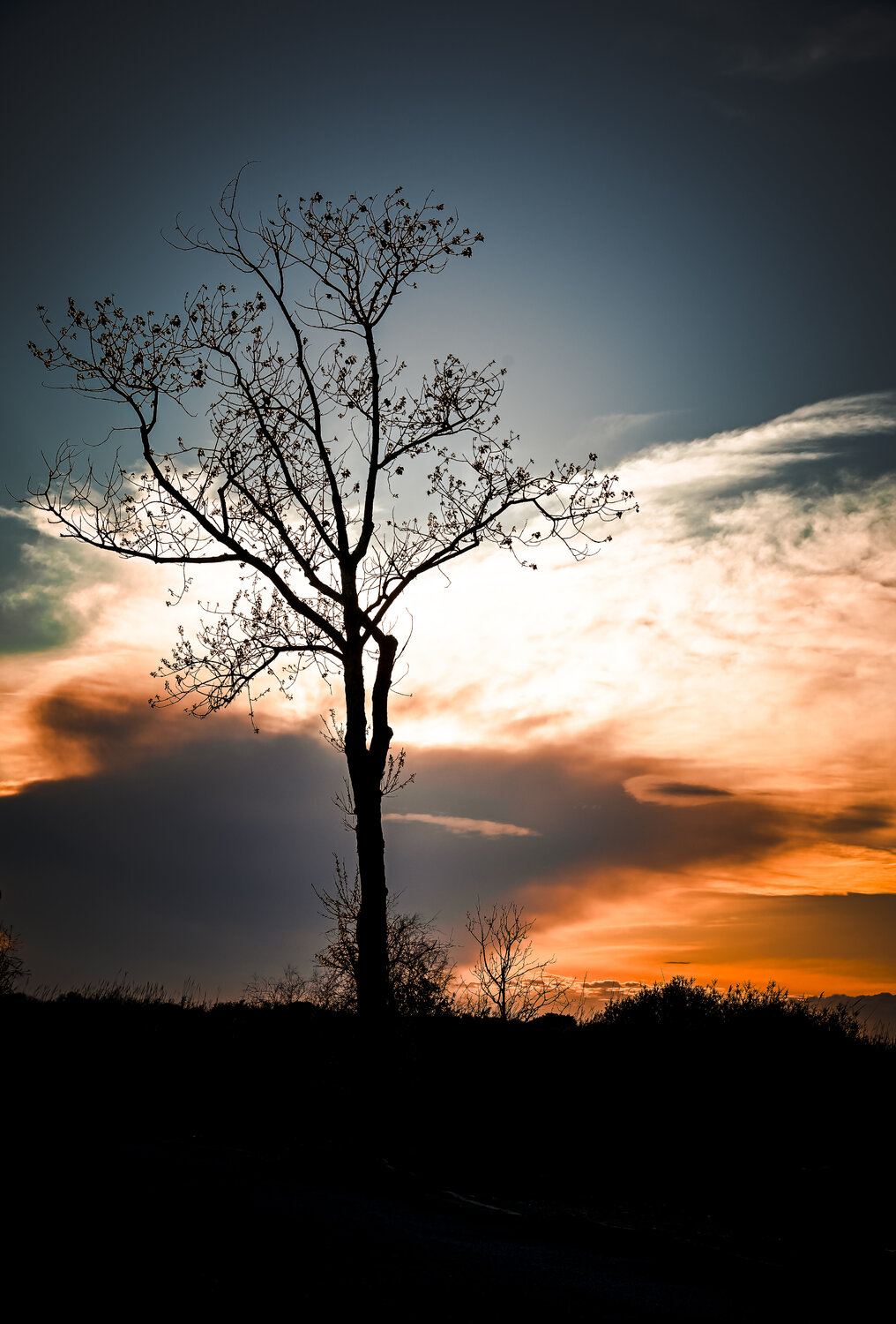 The Tree of Life Camille Brunelet
