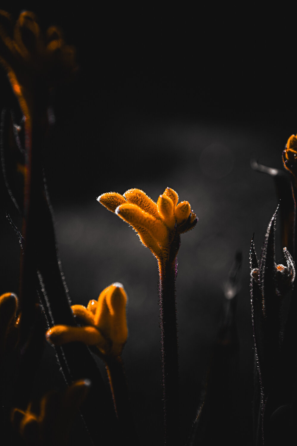Mystic flower Camille Brunelet