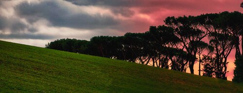 Pini alla Giustiniana 14 marzo 2023 de Carlo Iorio, Otros medios a la venta en Singulart