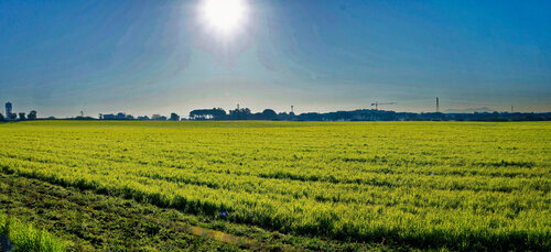 Campo verde al mattino 25 marzo 2021 de Carlo Iorio, Otros medios a la venta en Singulart