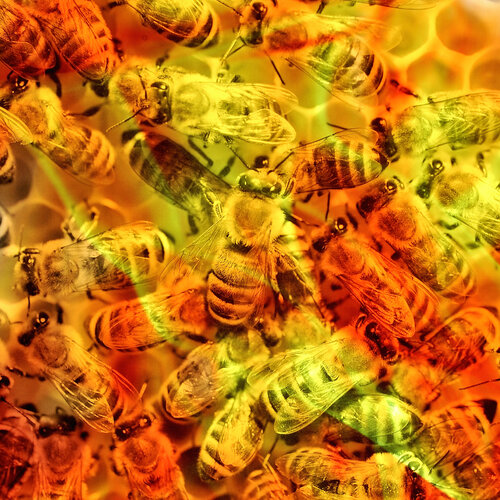 Save the Bees van Trond Are Berge, Fotografie te koop op Singulart