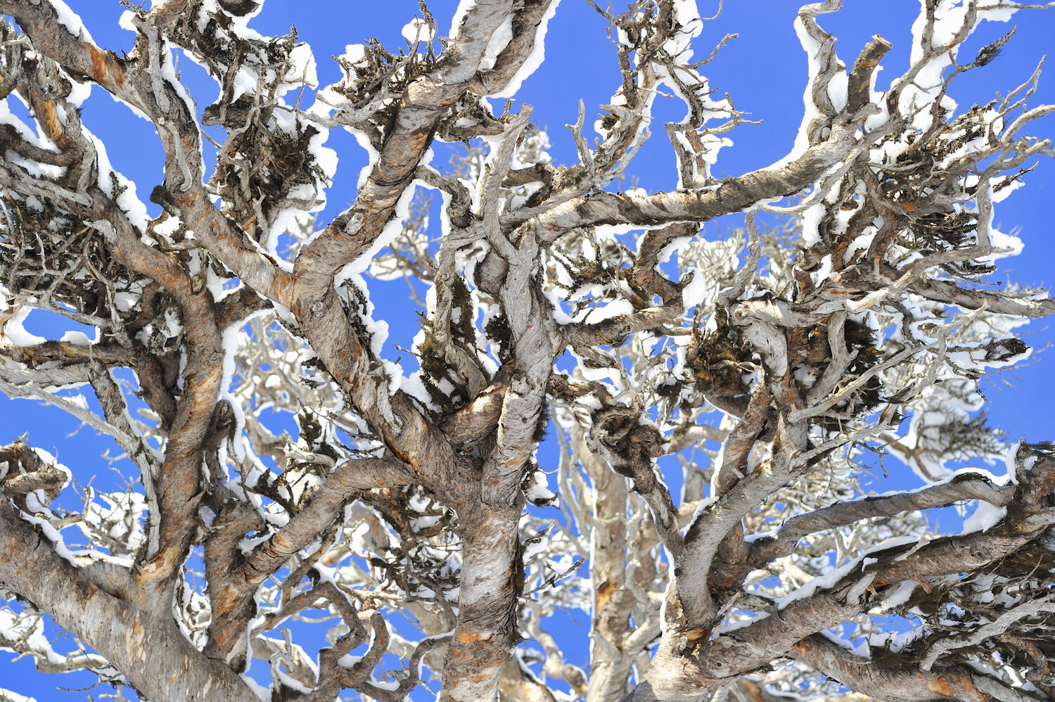 The Pine Trond Are Berge