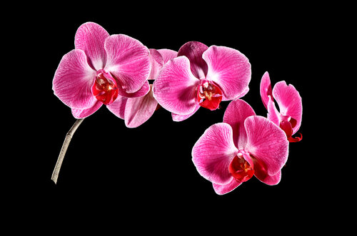 Flower Pink Orchids van Derek Harris, Fotografie te koop op Singulart