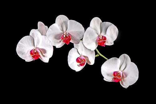 Flowers White Orchids van Derek Harris, Fotografie te koop op Singulart