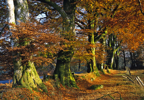 Trees in Autumn, Fall Colours 1 van Derek Harris, Fotografie te koop op Singulart