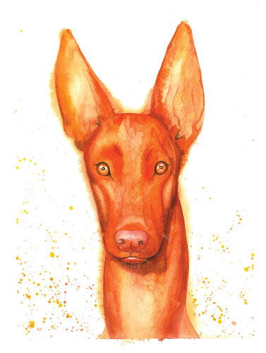 Pharaoh Hound by OLEKSANDRA PETROVSKA, Work on Paper for Sale on Singulart