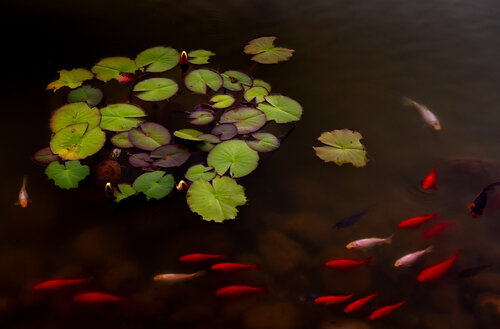 NYMPHEAS COLLI SAN FERMO 021 by JEAN-LUC WASMES, Photography for Sale on Singulart