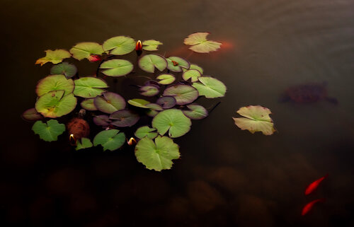 NYMPHEAS COLLI SAN FERMO 018 van JEAN-LUC WASMES, Fotografie te koop op Singulart