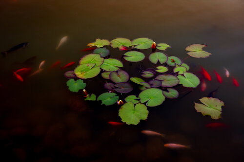 NYMPHEAS COLLI SAN FERMO 017 van JEAN-LUC WASMES, Fotografie te koop op Singulart