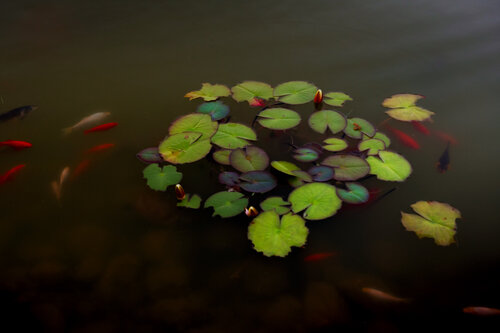 NYMPHEAS COLLI SAN FERMO 016 van JEAN-LUC WASMES, Fotografie te koop op Singulart