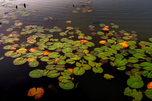 NYMPHEAS COLLI SAN FERMO 006 van JEAN-LUC WASMES, Fotografie te koop op Singulart