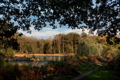 LE BOIS DE BAUDOUR EN AUTOMNE 003 van JEAN-LUC WASMES, Fotografie te koop op Singulart