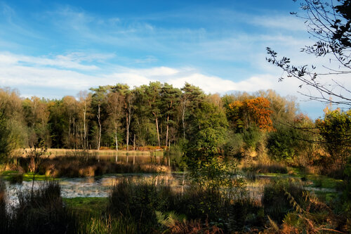 LE BOIS DE BAUDOUR EN AUTOMNE 005 van JEAN-LUC WASMES, Fotografie te koop op Singulart