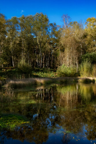 LE BOIS DE BAUDOUR EN AUTOMNE 001 von JEAN-LUC WASMES, Fotografie kaufen auf Singulart