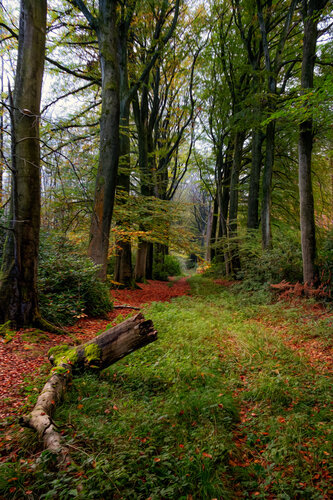 LE BOIS DE BAUDOUR EN AUTOMNE 006 van JEAN-LUC WASMES, Fotografie te koop op Singulart
