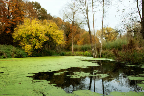 LE BOIS DE SAINT DENIS EN AUTOMNE 003 van JEAN-LUC WASMES, Fotografie te koop op Singulart