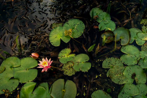 NYMPHEAS BRUGELETTE 2024 001 van JEAN-LUC WASMES, Fotografie te koop op Singulart