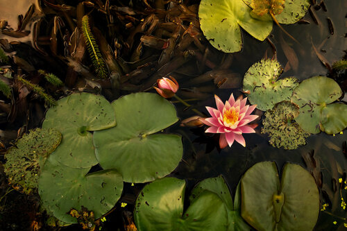 NYMPHEAS BRUGELETTE 2024 002 van JEAN-LUC WASMES, Fotografie te koop op Singulart