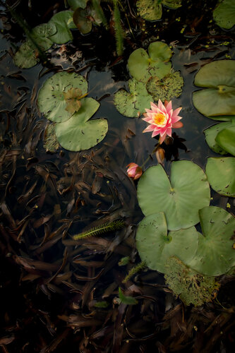 NYMPHEAS BRUGELETTE 2024 003 van JEAN-LUC WASMES, Fotografie te koop op Singulart
