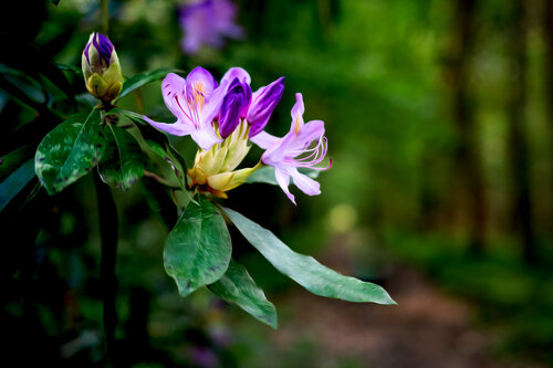 RHODODENDRON 2024 001 by JEAN-LUC WASMES, Photography for Sale on Singulart