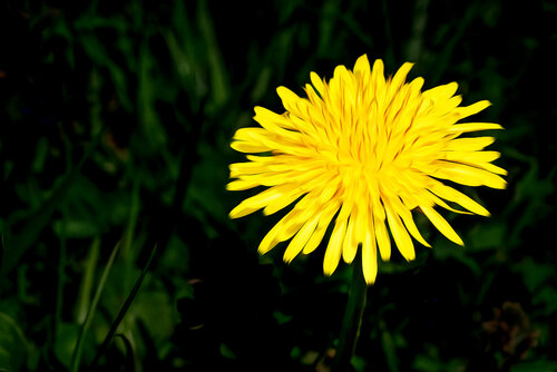 PISSENLIT 2023 001 van JEAN-LUC WASMES, Fotografie te koop op Singulart