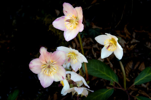 HELLEBORE 2024 001 van JEAN-LUC WASMES, Fotografie te koop op Singulart