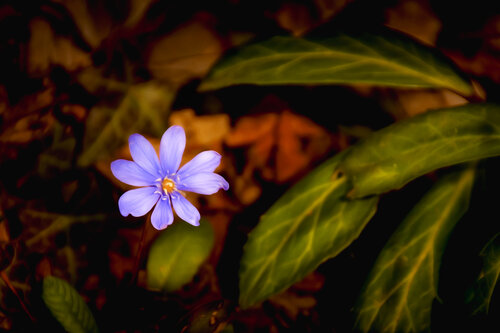 ANEMONE 2023 001 van JEAN-LUC WASMES, Fotografie te koop op Singulart