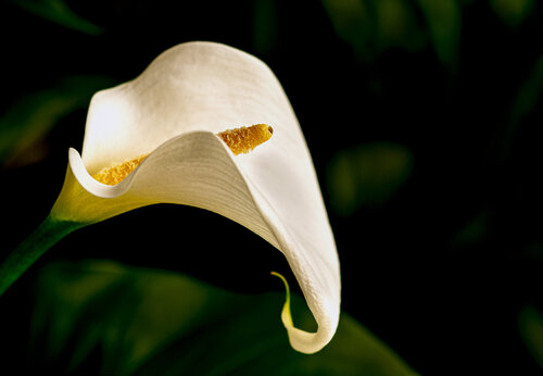 CALLA 2022 001 van JEAN-LUC WASMES, Fotografie te koop op Singulart