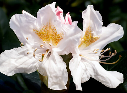 RHODODENDRON 2024 002 van JEAN-LUC WASMES, Fotografie te koop op Singulart