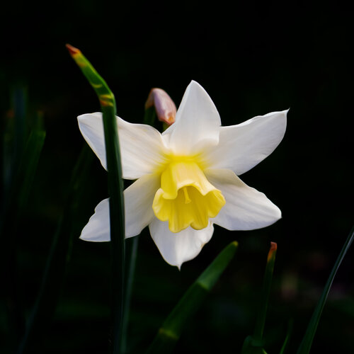 NARCISSE 2024 001 by JEAN-LUC WASMES, Photography for Sale on Singulart