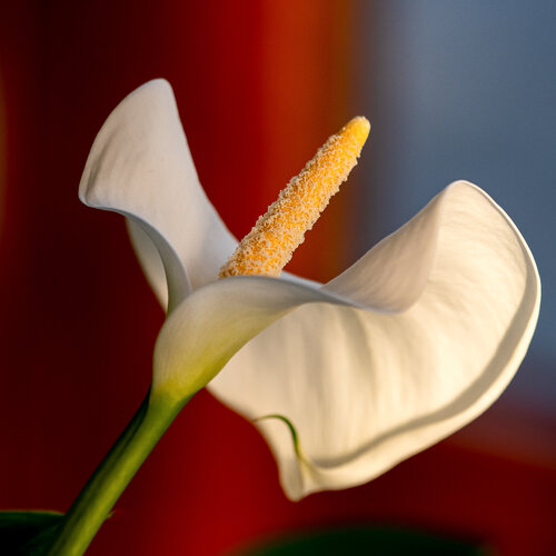 CALLA 2022 001 by JEAN-LUC WASMES, 사진 for Sale on Singulart