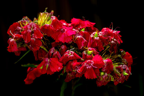 DIANTHUS VIEILLISSANT 2024 001 van JEAN-LUC WASMES, Fotografie te koop op Singulart