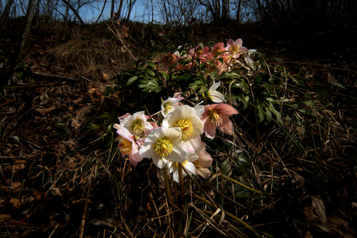 HELLEBORE FEV 25 003 van JEAN-LUC WASMES, Fotografie te koop op Singulart