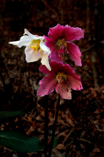 HELLEBORE FEV 25 005 by JEAN-LUC WASMES, Photography for Sale on Singulart