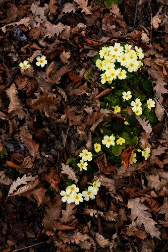 PRIMULA FONTENO MARS  25 001 di JEAN-LUC WASMES, Fotografia in vendita su Singulart