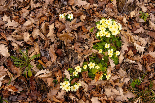 PRIMULA FONTENO MARS  25 001 JEAN-LUC WASMES