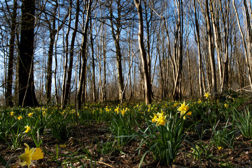 JONQUILLES BOIS DE LA PROVISION MARS  25 003 di JEAN-LUC WASMES, Fotografia in vendita su Singulart